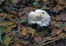 Гриб из Москва