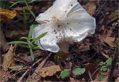 Гриб из Москва