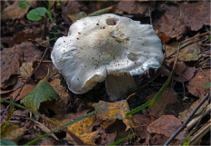 Гриб из Москва