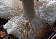 Гриб из Москва