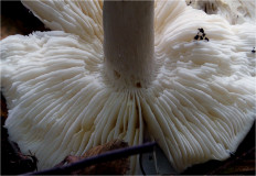 Гриб из Москва