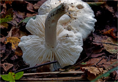 Гриб из Москва