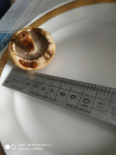 Гриб из Санкт-Петербург