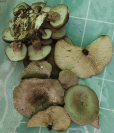 Гриб из Чебоксары, Чувашская Республика-Чувашия Россия