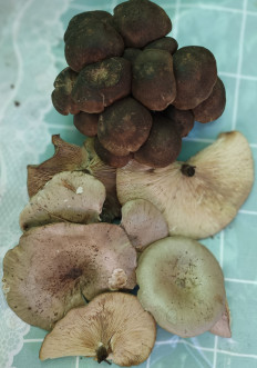 Гриб из Чебоксары, Чувашская Республика-Чувашия Россия