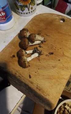 Гриб из Москва