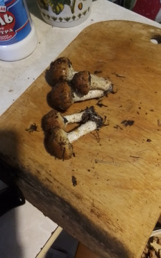 Гриб из Москва