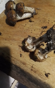 Гриб из Москва