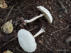 Гриб из Киров