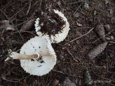 Гриб из Киров