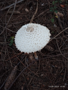 Гриб из Киров