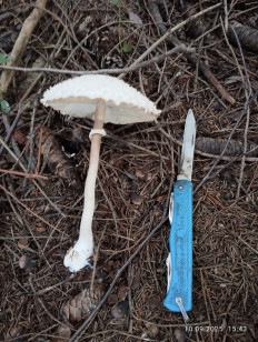 Гриб из Киров