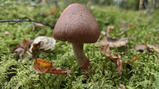 Паутинник браслетчатый