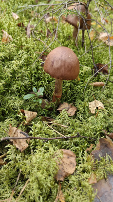 Паутинник браслетчатый