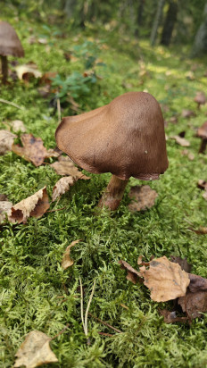 Паутинник браслетчатый