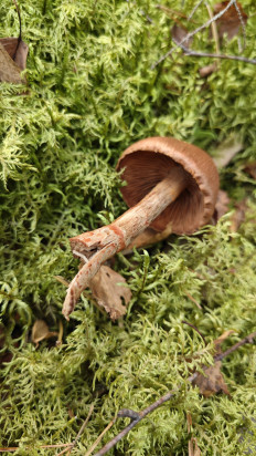 Паутинник браслетчатый