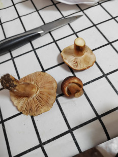 Гриб из Оленегорск-1 г