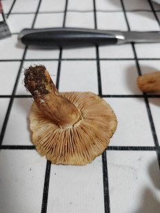 Гриб из Оленегорск-1 г