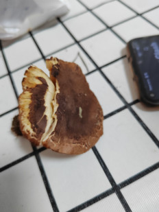 Гриб из Оленегорск-1 г