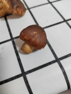 Гриб из Оленегорск-1 г