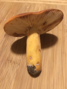 Подмолочник