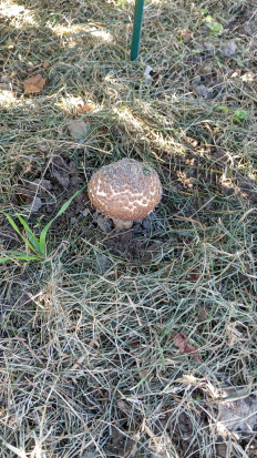 Лепиота острочешуйчатая