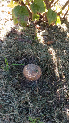 Лепиота острочешуйчатая