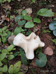 Гриб из Киров