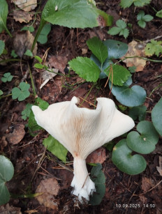 Гриб из Киров