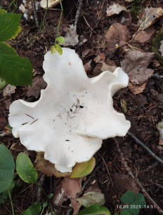 Гриб из Киров