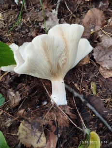 Гриб из Киров