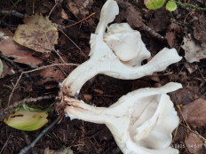 Гриб из Киров