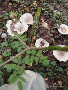 Гриб из Киров