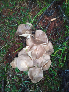 Гриб из Кызыл