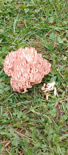 Гриб из Чайковский, Дер.Некрасово