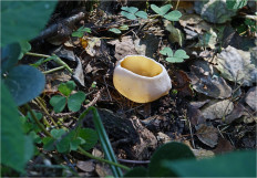 Гриб из Москва