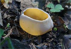 Гриб из Москва