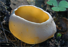 Гриб из Москва