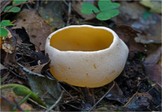 Гриб из Москва