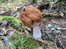 Строчок осенний