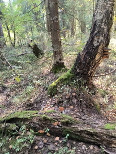 Строчок осенний