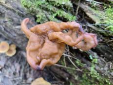 Строчок осенний