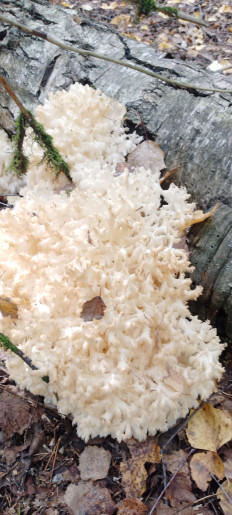 Гриб из Метели, Республика Башкортостан