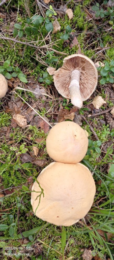 Гриб из Владимирская обл.