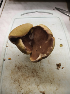 Гриб из москва