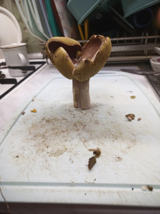 Гриб из москва