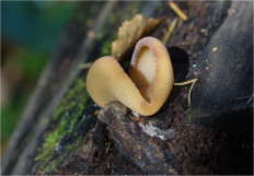 Гриб из Москва