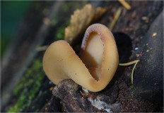 Гриб из Москва