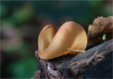 Гриб из Москва