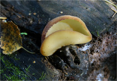 Гриб из Москва